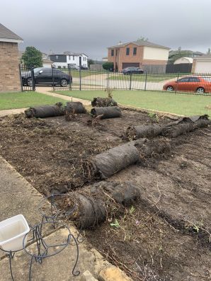 Yard Cleanout In Austin, TX (2)